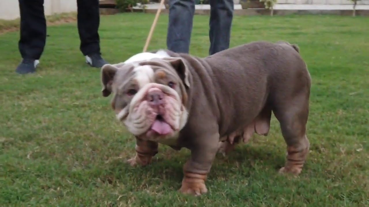Expensive Dogs Breeds In India | Royal Exotics Bulldogs, French Bulldog, English Bulldogs | Scoobers