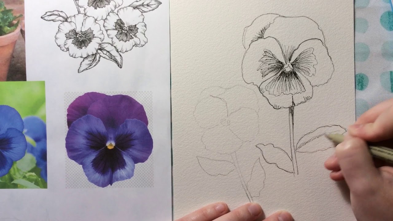 Pansies ink & watercolor