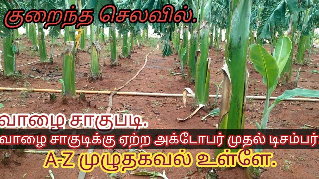 💫💢வாழை சாகுபடி கன்று நடவு முதல் காய் அறுவடை வரை முழுத்தொகுப்பு#banana #bananatrees #agriculture💢💫