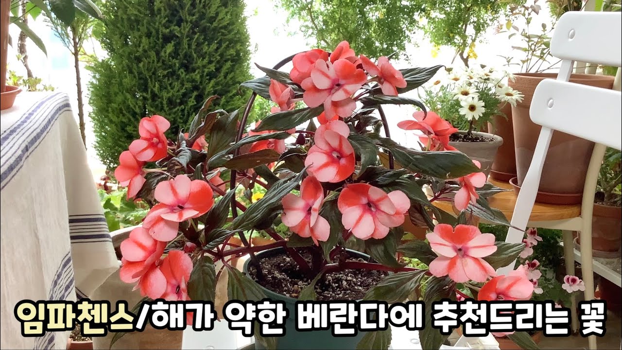 반그늘에서도 잘 자라는 임파첸스/겹임파첸스/Impatiens