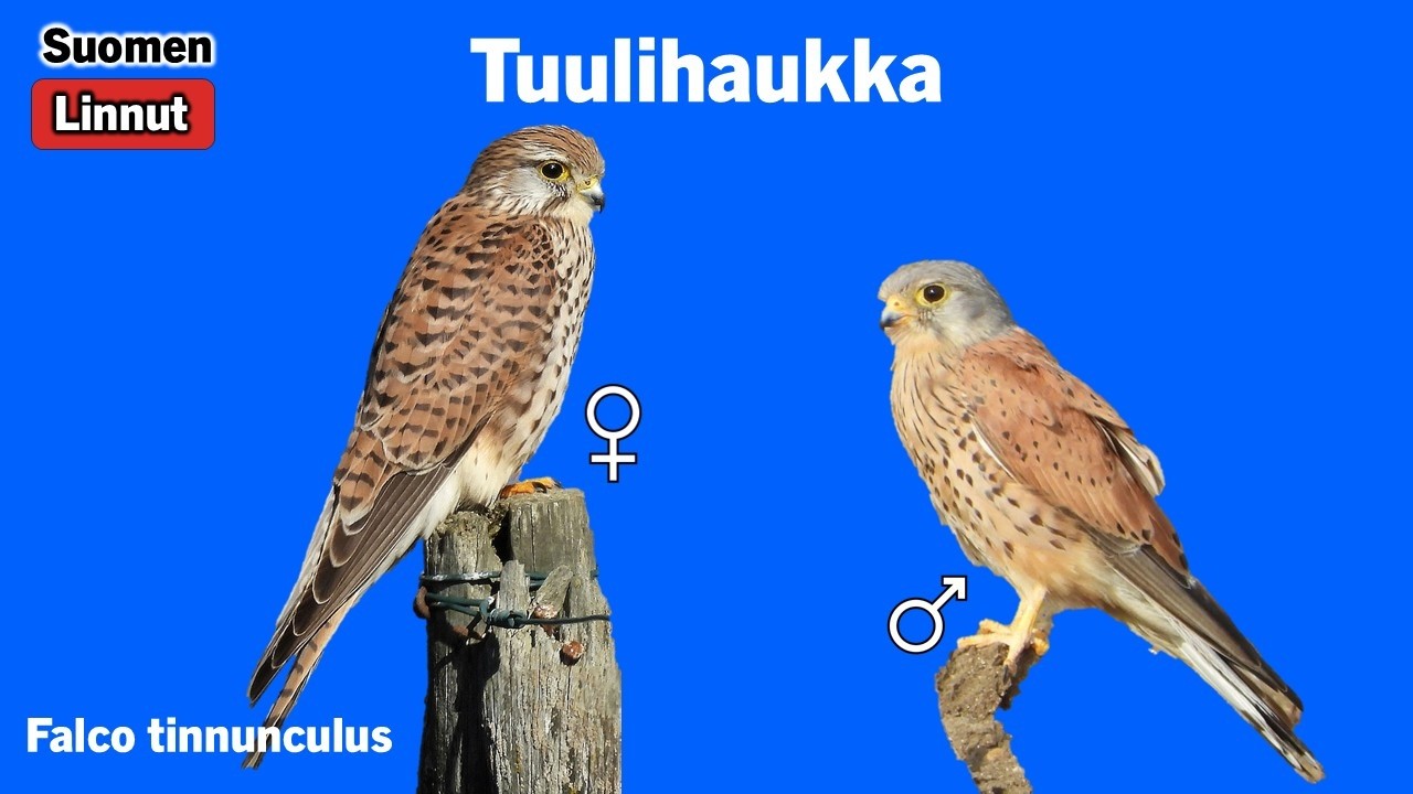 Tuulihaukka - Falco tinnunculus - Common Kestrel - tornfalk - FALTIN