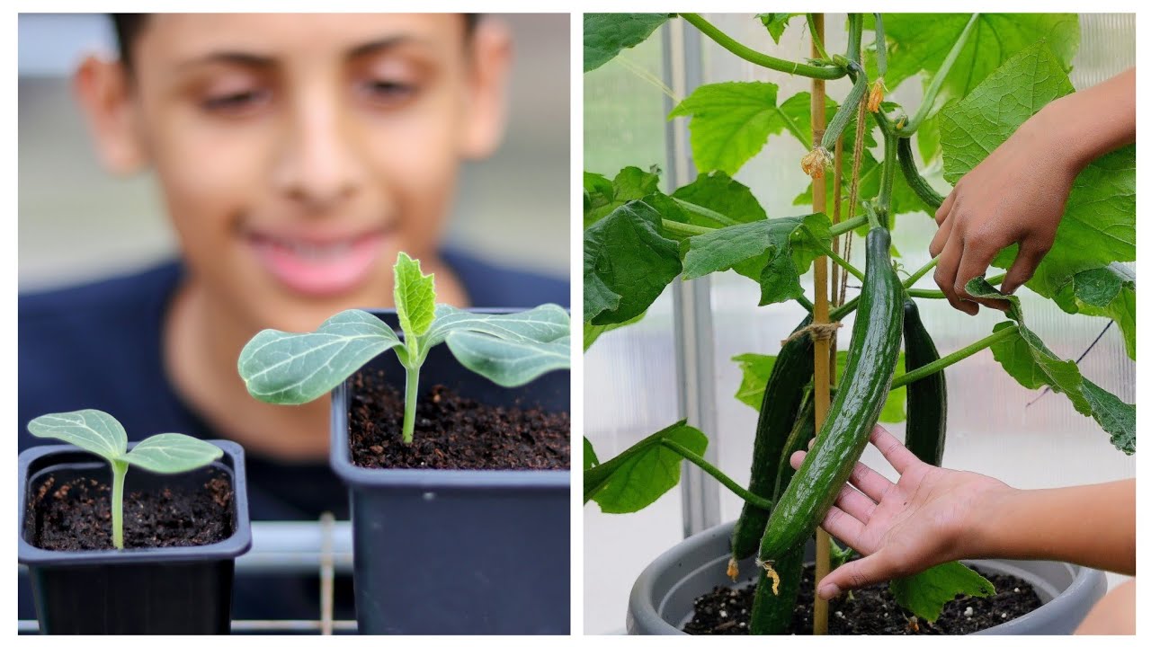Growing Cucumbers | Beginners Guide To Planting