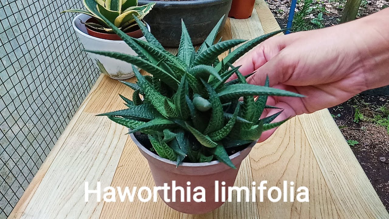 Quick Silip of Haworthia limifolia (Fairy Washboard) with Babies | Crizzy thing