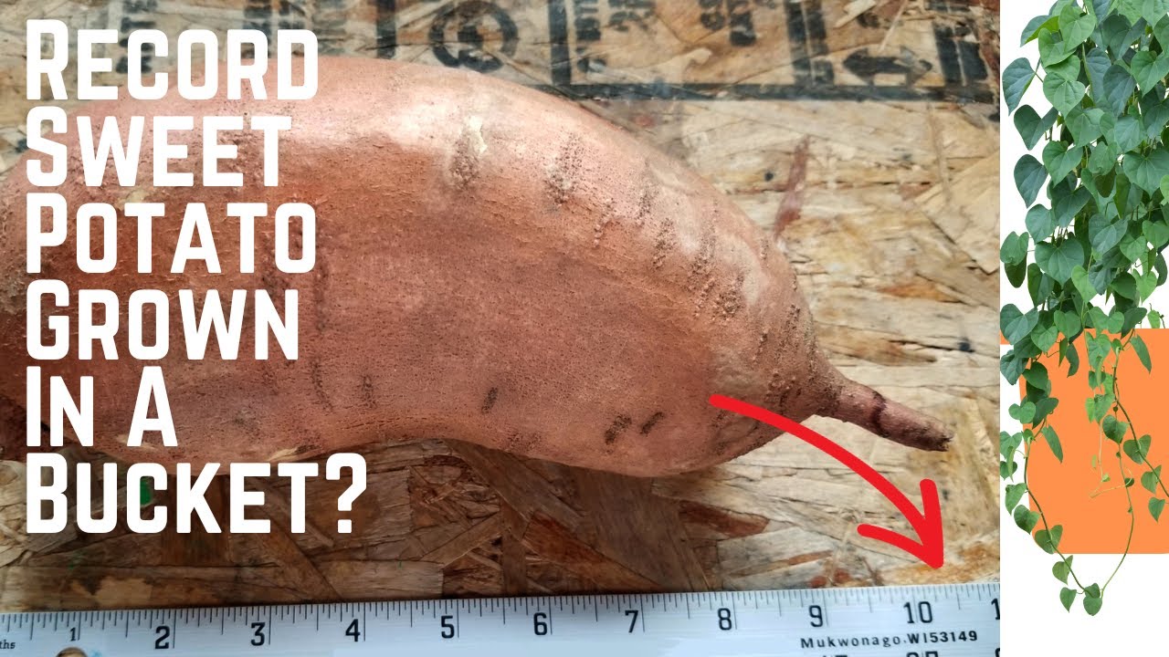 Grow Huge Sweet Potatoes In 5 Gallon Buckets | 1 Pound To 100 Pounds In A Season