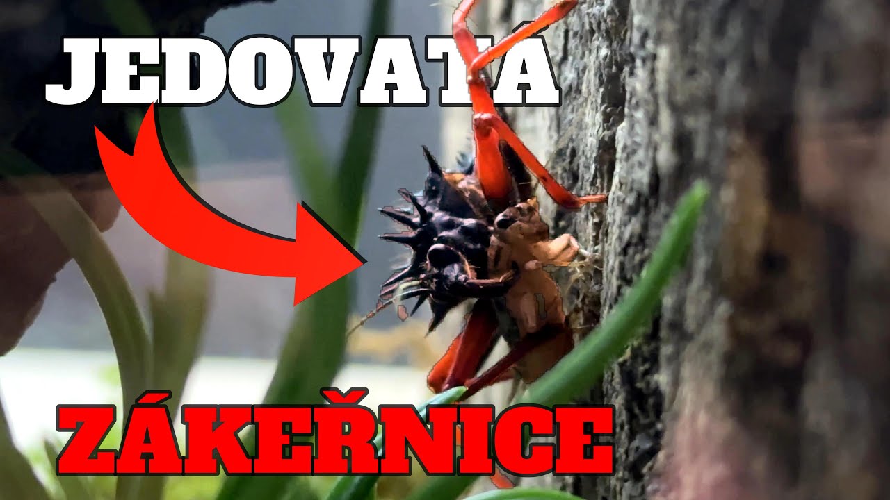 PŘÍPRAVA TERÁRIA PRO JEDOVATÉ ZÁKEŘNICE!