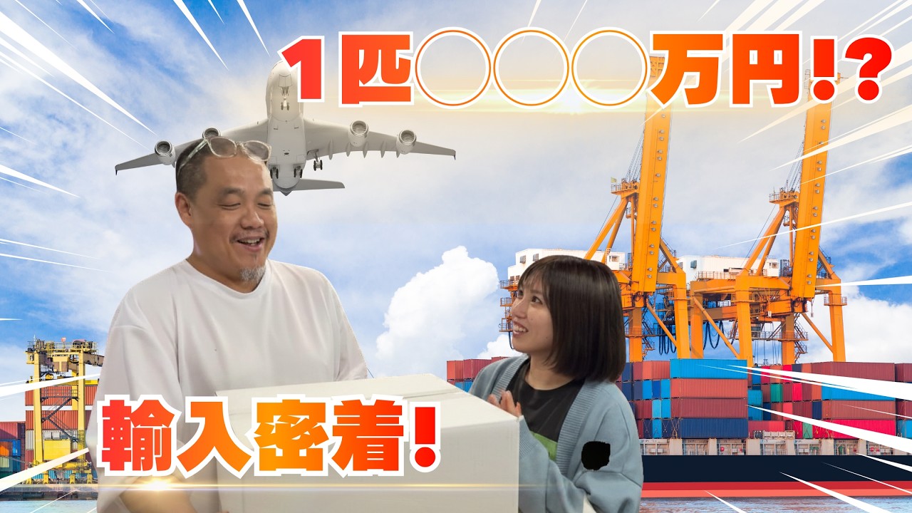 【◯◯◯万円】超高額爬虫類を輸入した1日！