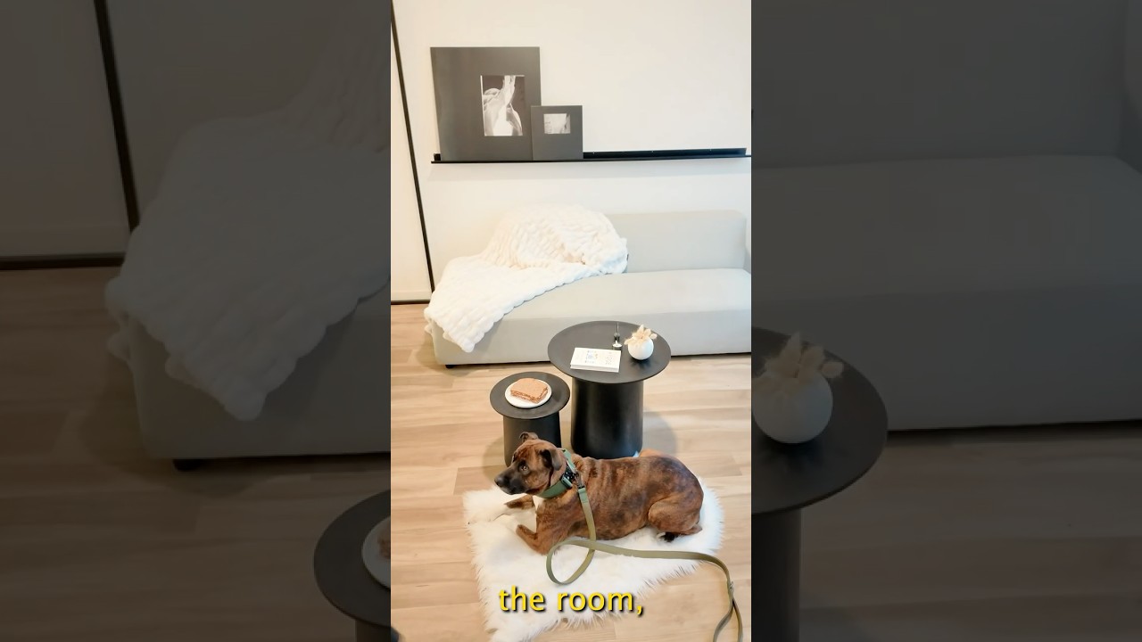 How to teach your dog to stop counter-surfing. (Fast!) #dogtraining #puppytraining #dogtrainer