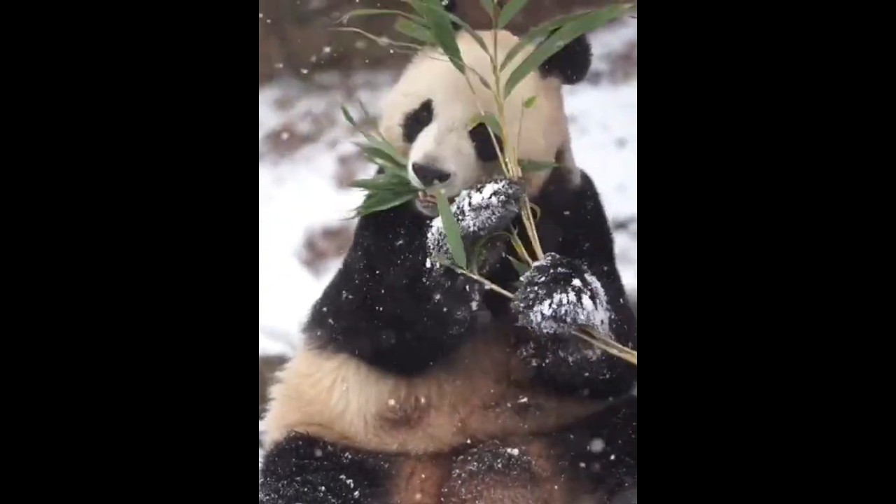 Snow Princess Aibao #aibao #baofamily #fubao #ruibao #huibao #panda #giantpanda #youtubeshorts #fyp