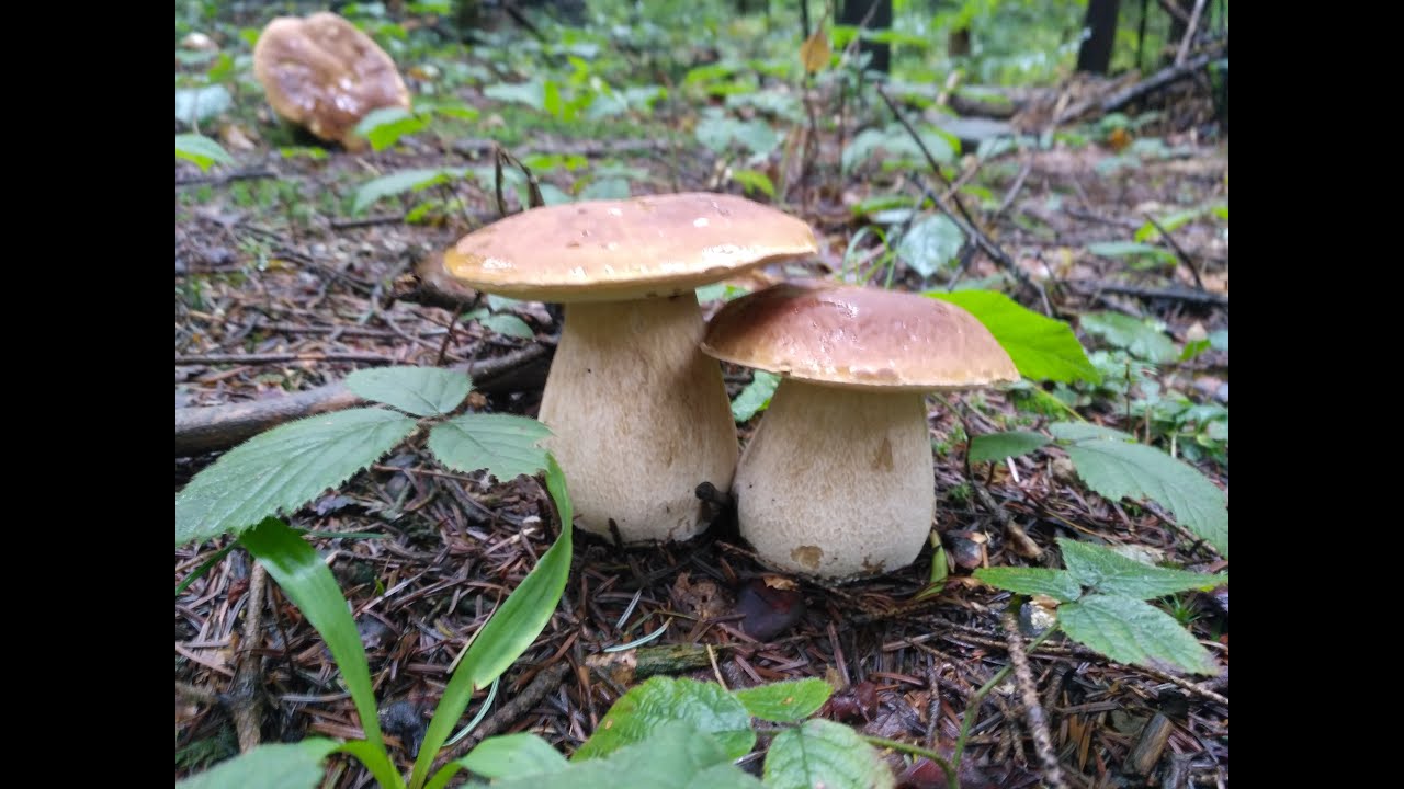 grzyby borowiki, w lesie wciąż pełno grzyb&oacute;w 31.07.2020. Белый гриб mushrooms
