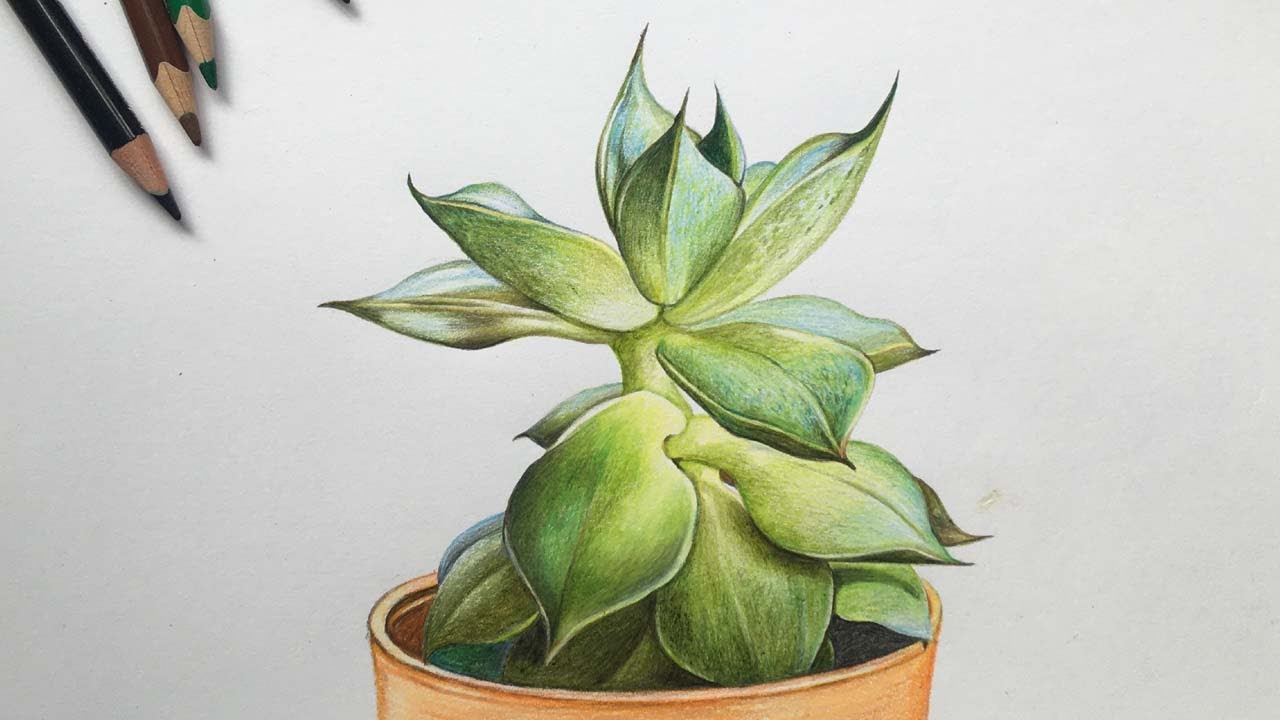 Succulent Drawing in Color Pencils | Color Pencil Drawing | Camlin Triangular Color  Pencil