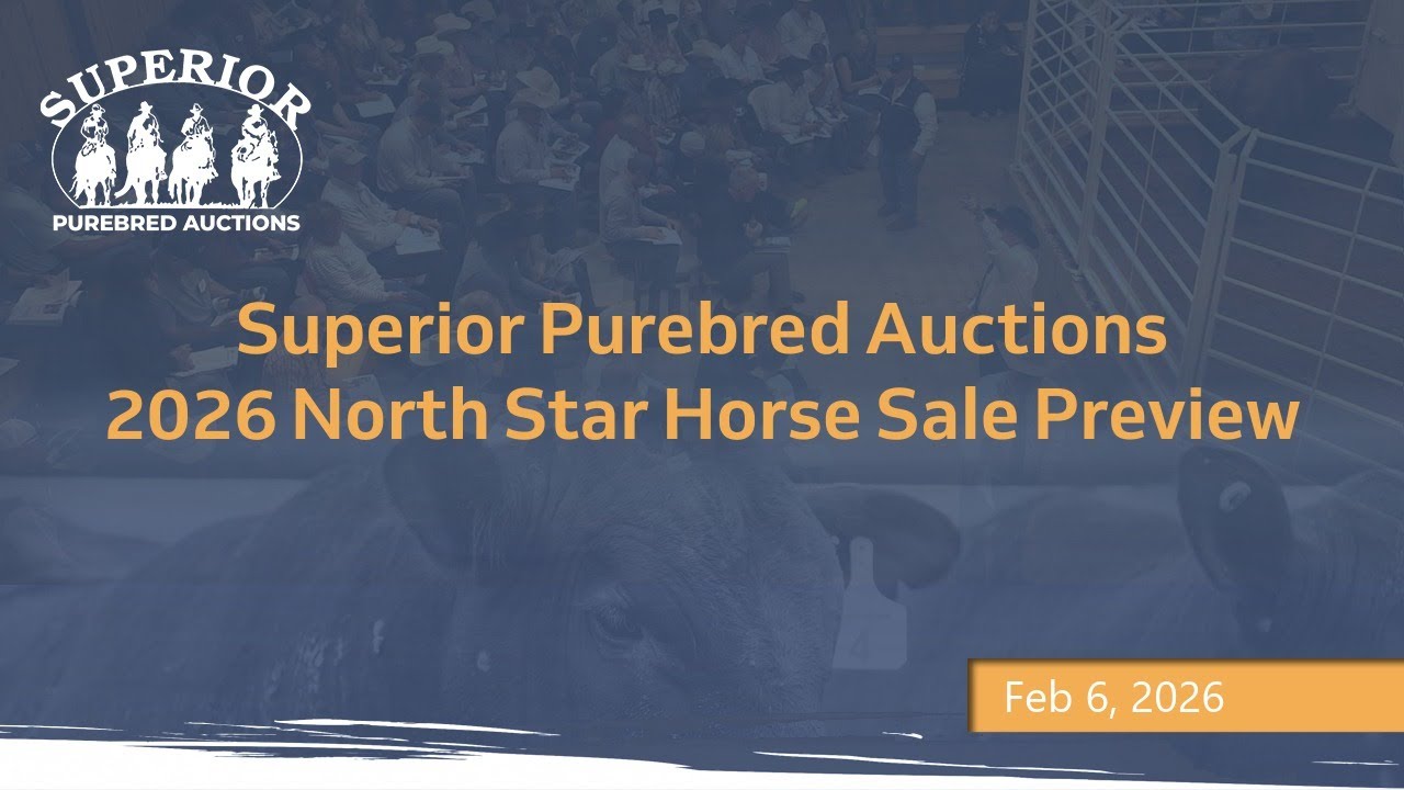 2026 North Star Horse Sale Preview