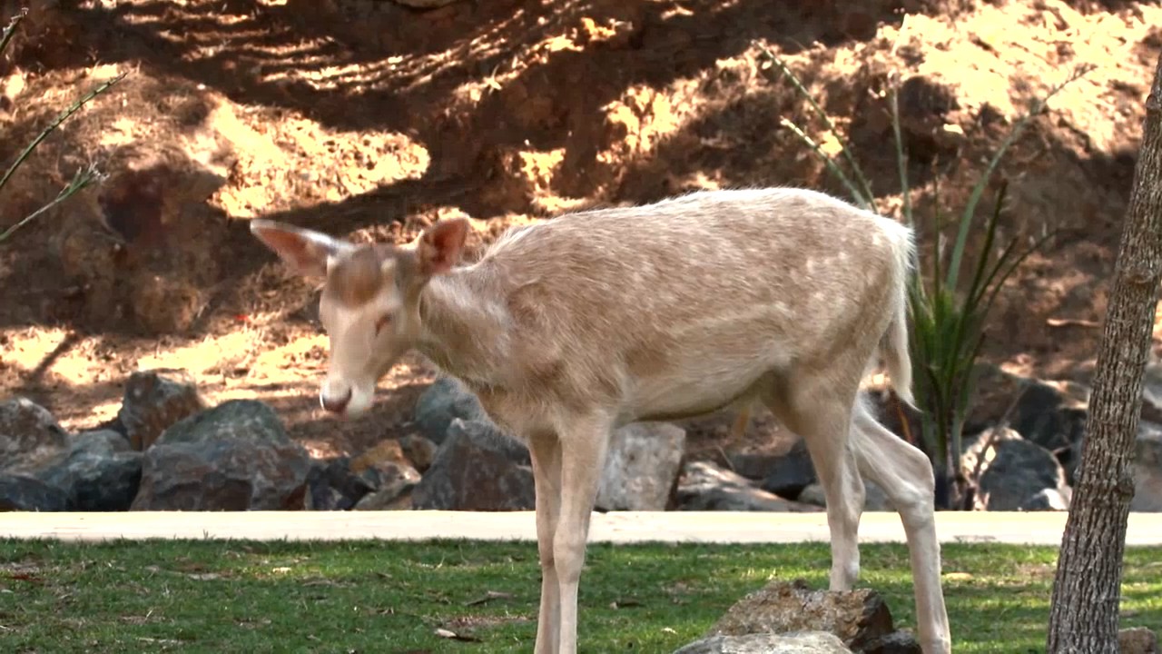 Fallow Deer - 72 Cutest Animals, National Zoo, Canberra