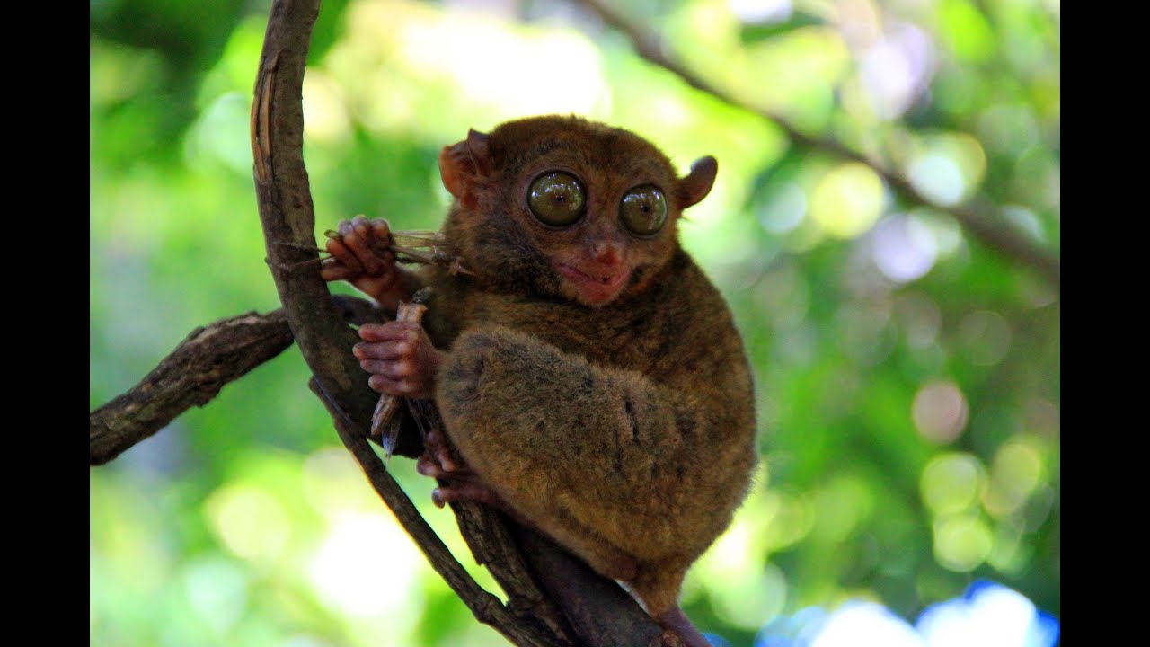 Cute monkey with big eyes (Прикольная обезьянка с огромными глазами)