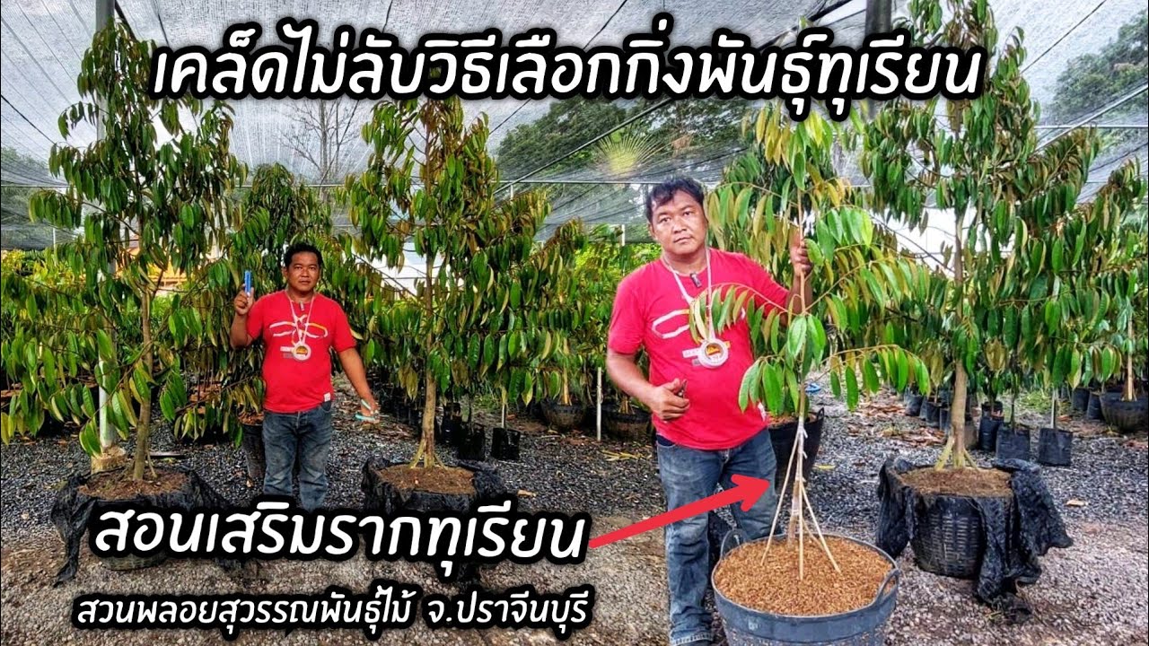 เทคนิคการเลือกซื้อต้นทุเรียนไปปลูก และสอนเสริมรากทุเรียน 