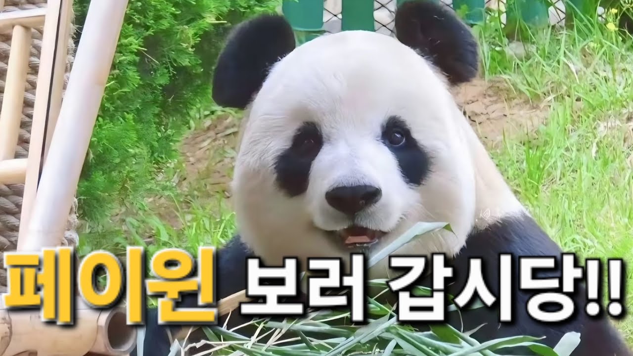 3월 13일 대련 페이윈 만나러 가는 길 Dalian Panda Feiyun