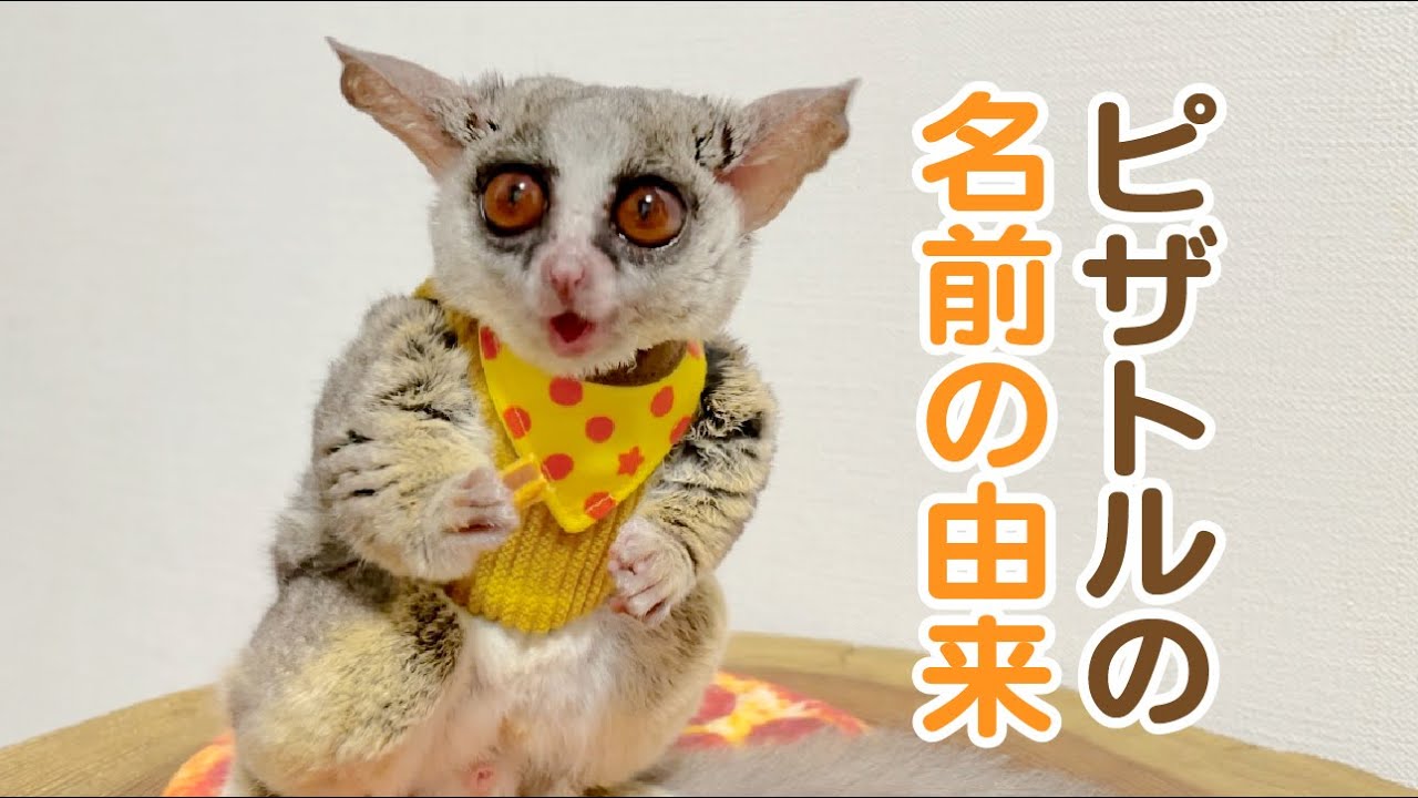 ピザトルの名前の由来【質問募集中】