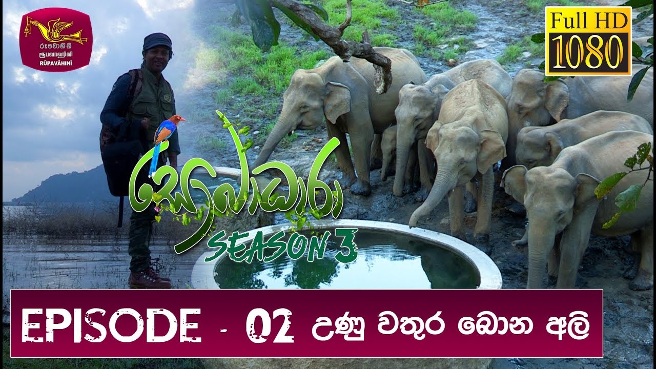 Sobadhara - Sri Lanka Wildlife Documentary | 2019-03-08 | Elephant