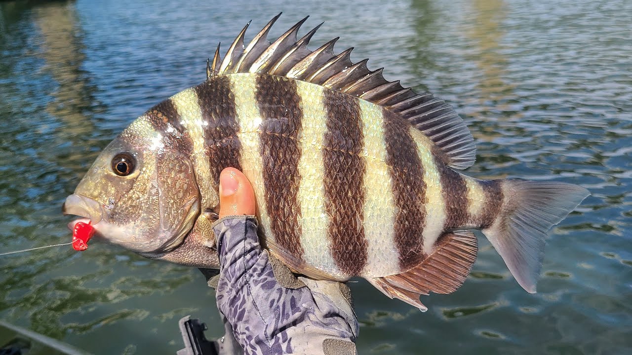 This New Jig Design Makes Sheepshead Fishing Easier