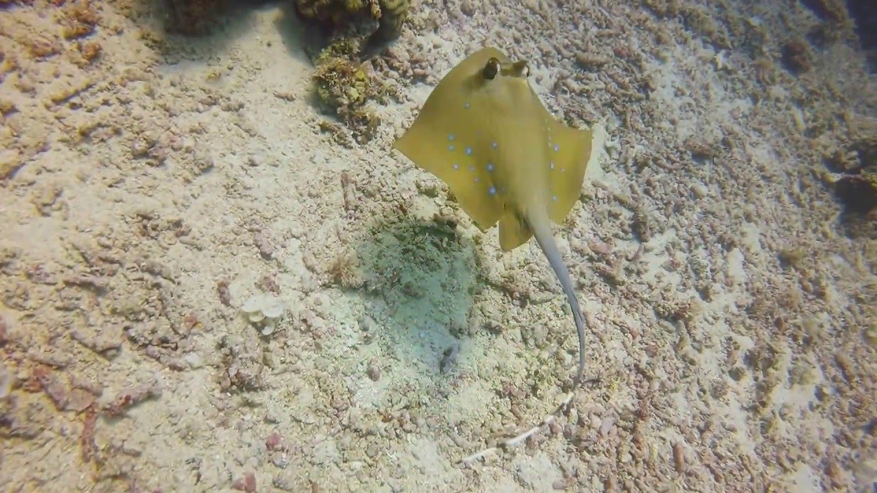 Blue Spotted Sting Ray