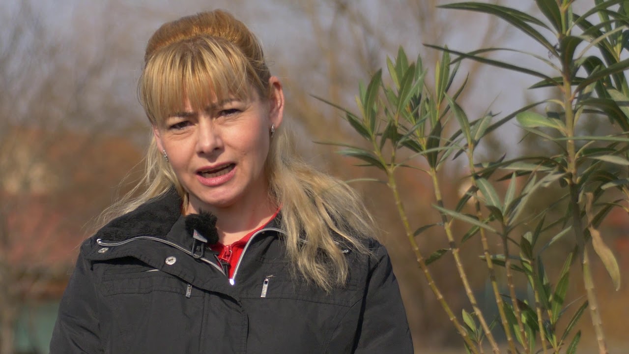 Ingrijirea leandrului