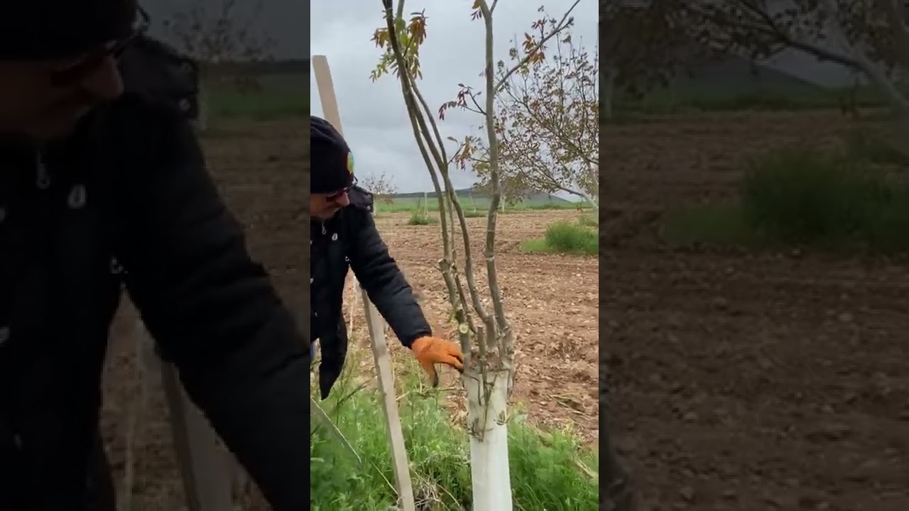 1 yaş aşılarda yaz budaması yapılmazsa ne olur