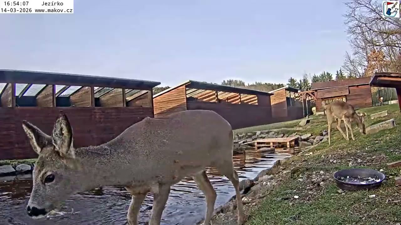 Srneček Jednorožec skočil do jezírka