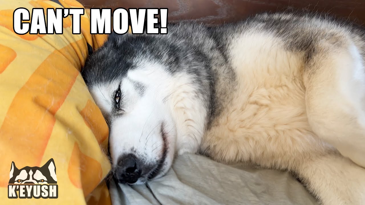 My Husky WON’T Get Out Of Bed Until He Gets This!