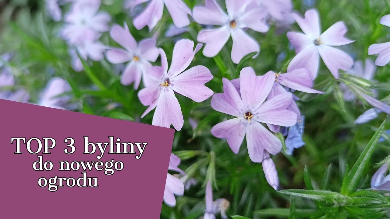 3 BYLINY DO OGRODU 🥀🥀 MOJE OGRODOWE HITY 🥀 OBFICIE KWITNĄCE