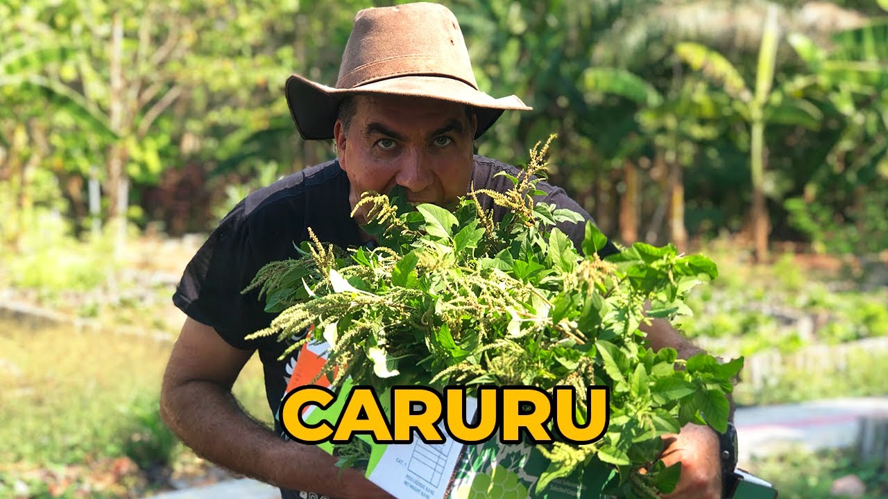CARURU A PLANTA QUE UNE SUSTENTABILIDADE E TRADIÇÃO NA CULINÁRIA - Sítio Panc
