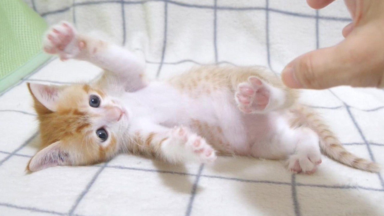 この後大変な事になっちゃった子猫さん💦【赤ちゃん猫　保護猫】