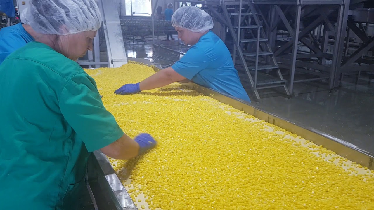 Щедра нива виробництво цукрової кукурудзи/ Shchedra nyva sweet corn producing