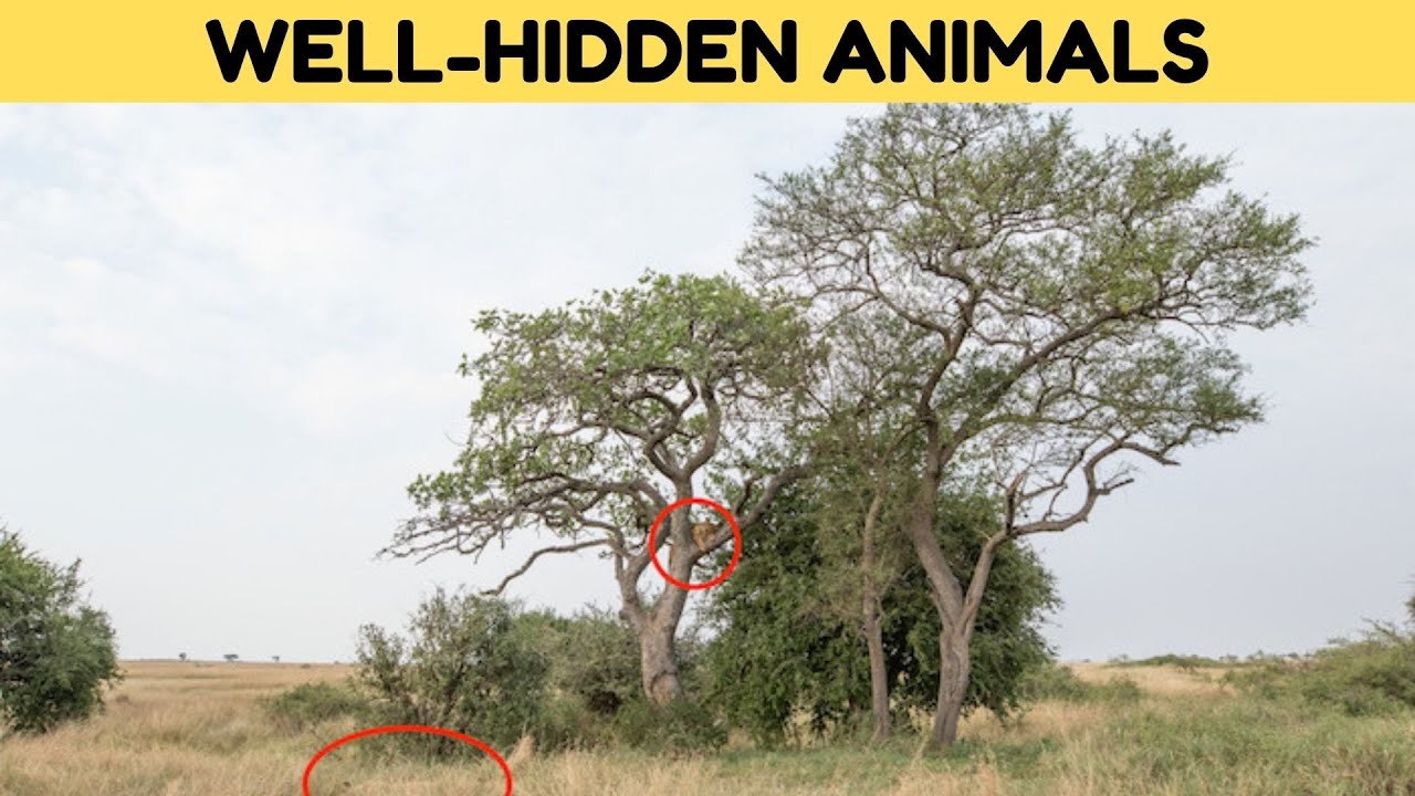Can You Find These Well-Hidden Animals?