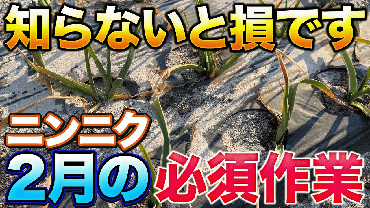 【これだけはやれ！】ニンニク栽培でこれから出る病気対策について