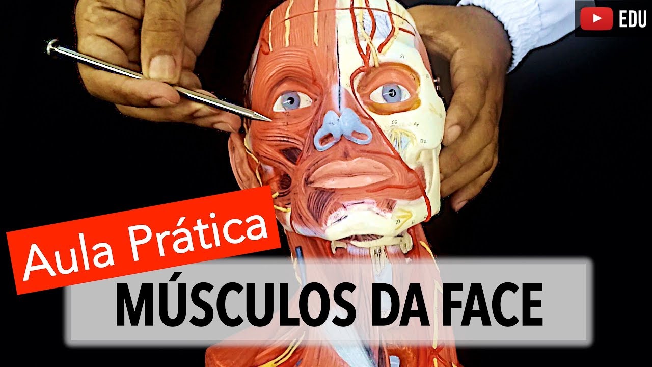 M&uacute;sculos da Face: Aula Pr&aacute;tica com Wedson Vila Nova ! | Anatomia e etc