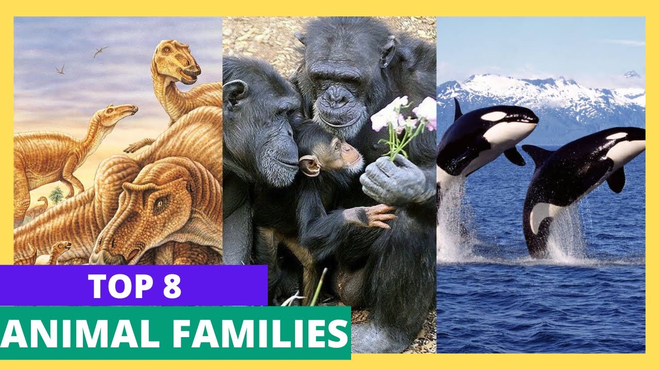 6 Animals With Strong Family Bonds