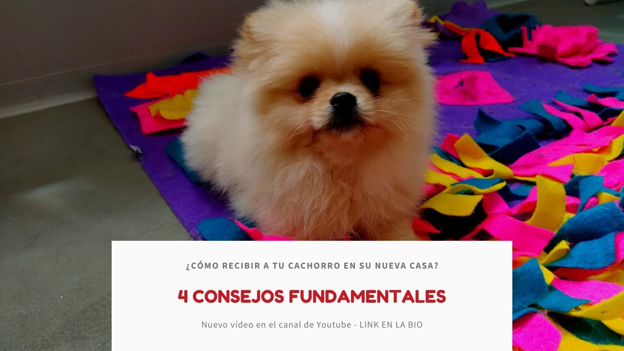 4 Consejos fundamentales para recibir a tu cachorro en casa | Centro Canino Las Almenas