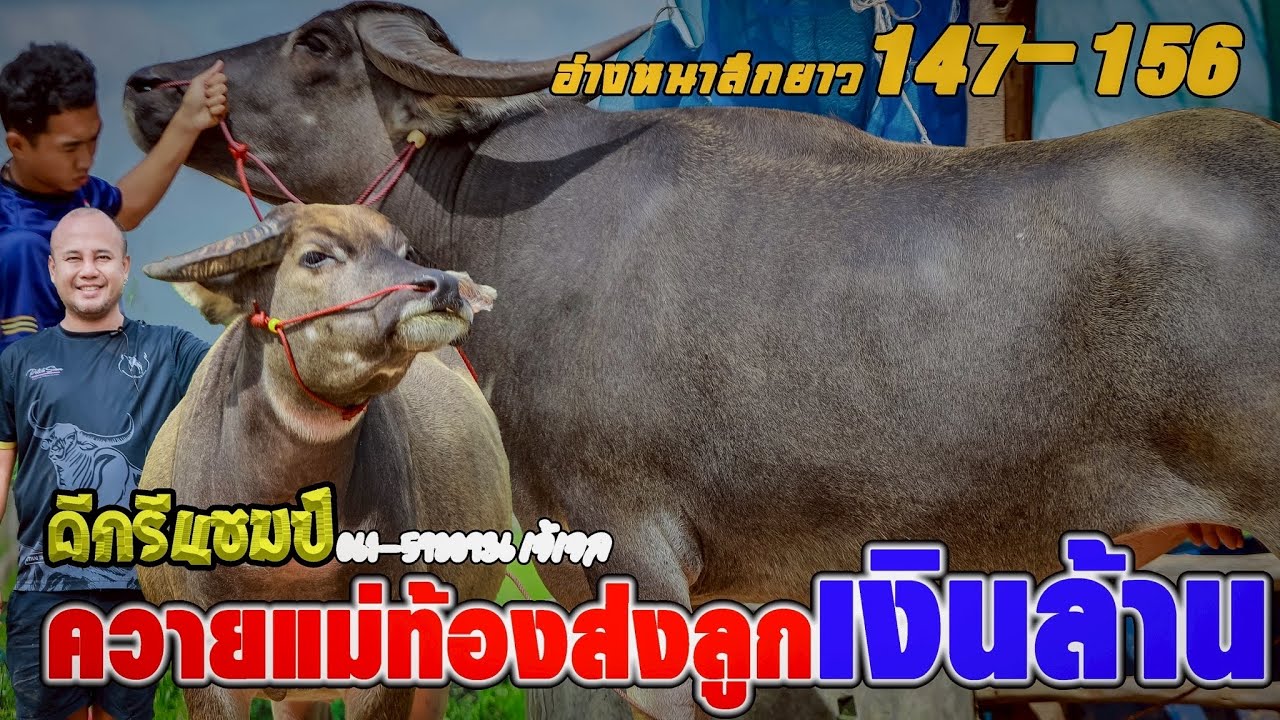💥ควายท้องส่งลูกเงินล้าน147-156🏆ดีกรีแชมป์061-5988936เจ้เจล อ.กมลาไสย จ.กาฬสินธ์