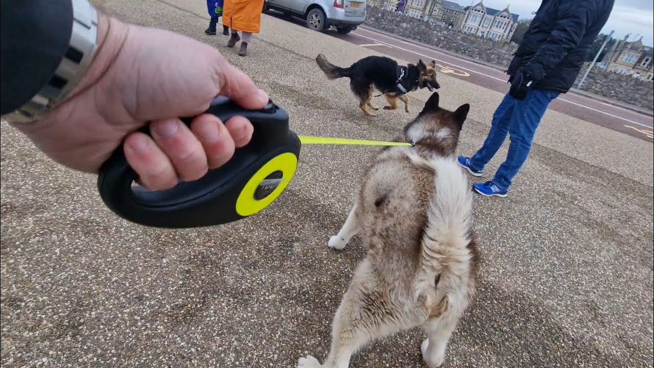 Friendly Puppy Walks Up To A Huge Husky!