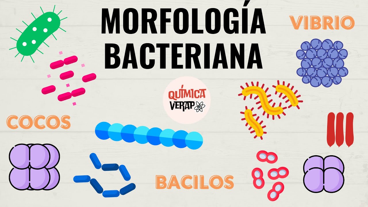 LA FORMA DE LAS BACTERIAS l MORFOLOG&Iacute;A BACTERIANA MICROBIOLOG&Iacute;A l CLASIFICACI&Oacute;N BACTERIANA