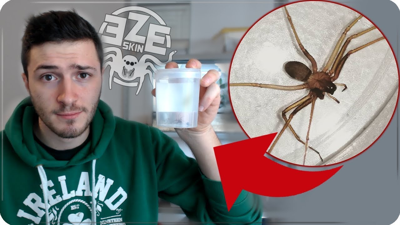 HO CATTURATO IL RAGNO PIU' PERICOLOSO IN ITALIA : Ragno Violino (Loxosceles rufescens)