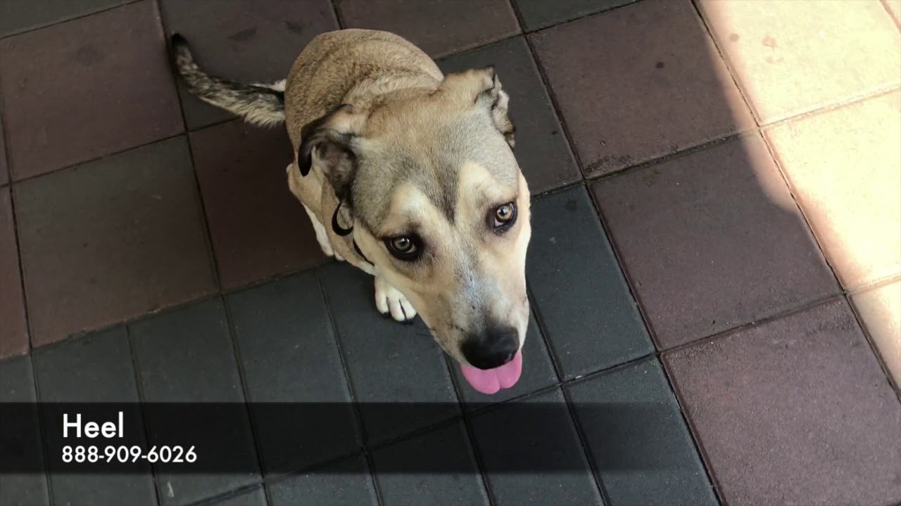 Aussie/ Cattle Dog/ Staffy Mix 