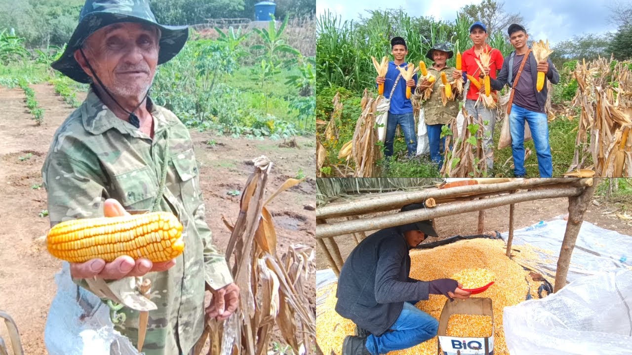 Muita Fartura Colheita de Milho Debulhamos no Paiol Dia de Trabalho Abençoado