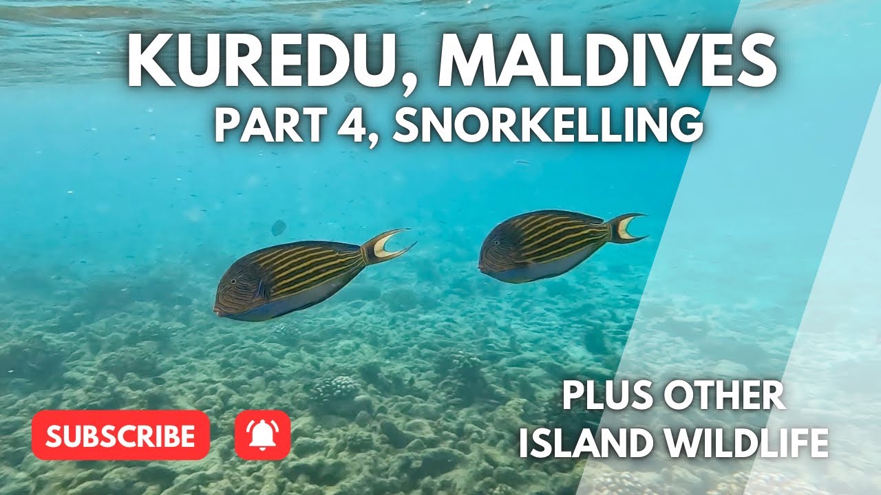 Kuredu, Maldives: Snorkelling