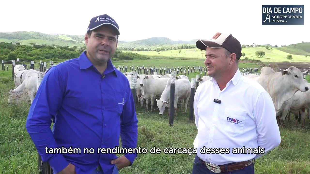 Dia de Campo da Agropecuária Pontal | Genética Nelore de Excelência