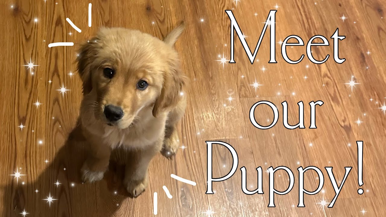 Adopting a Golden Retriever Puppy Vlog!!