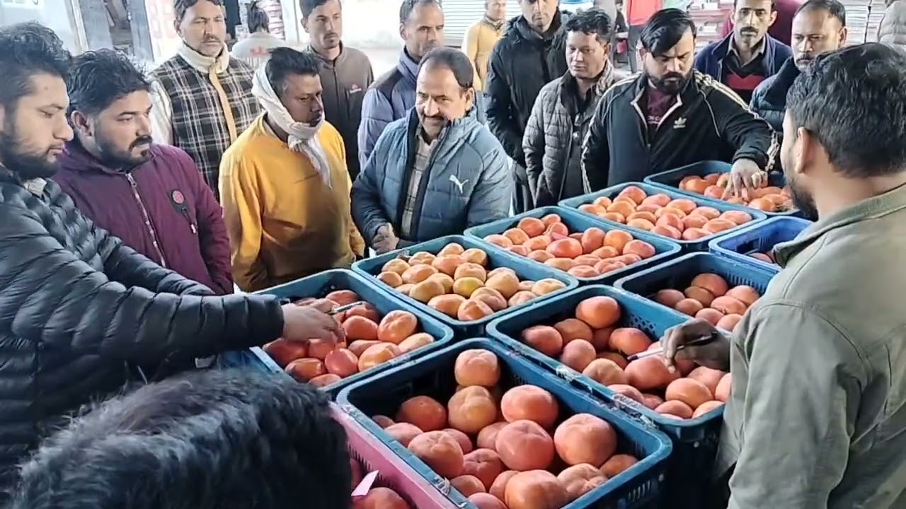#Japani phal ka live sabji mandi Bhuntar Kullu Himachal Pradesh#7/11/2025#