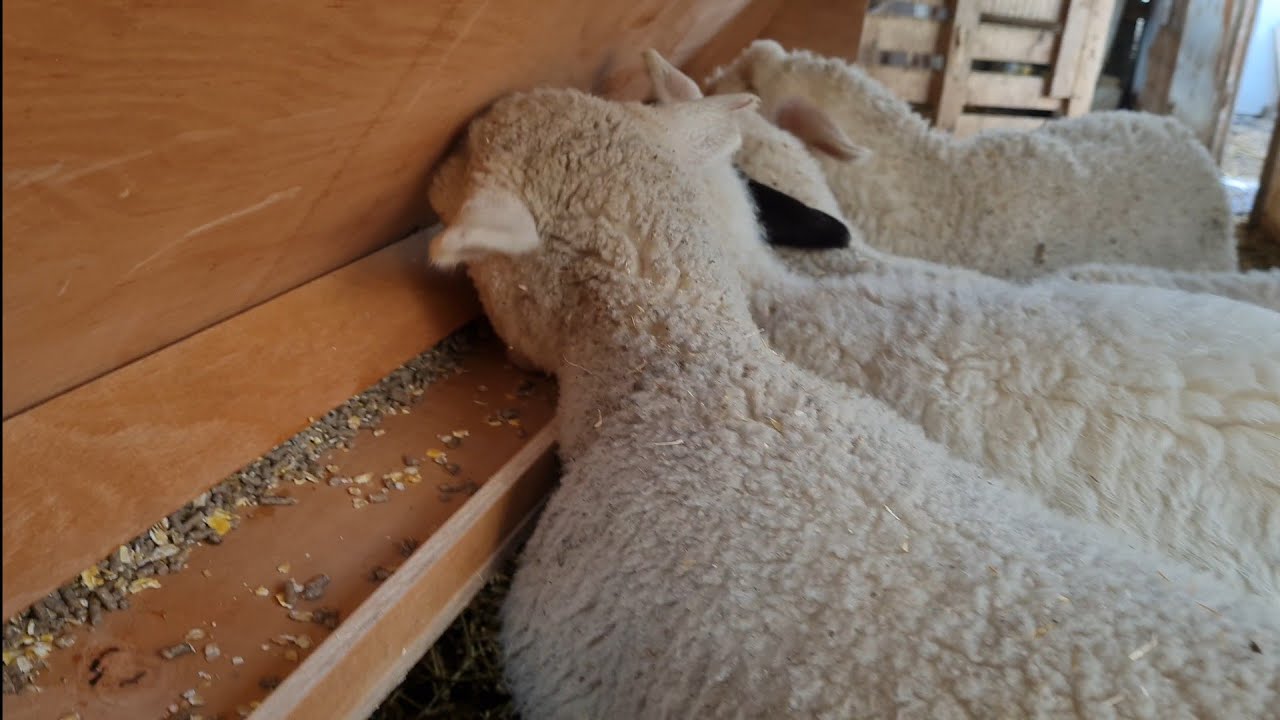 KUZULAR İÇİN OTOMATİK YEMLİK YAPIMI (MAKING AUTOMATIC FEED FOR LAMB)