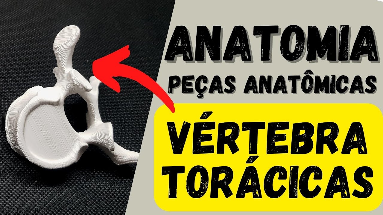 ANATOMIA  - Vertebras torácicas (peças anatômicas) - Acidentes ósseos!