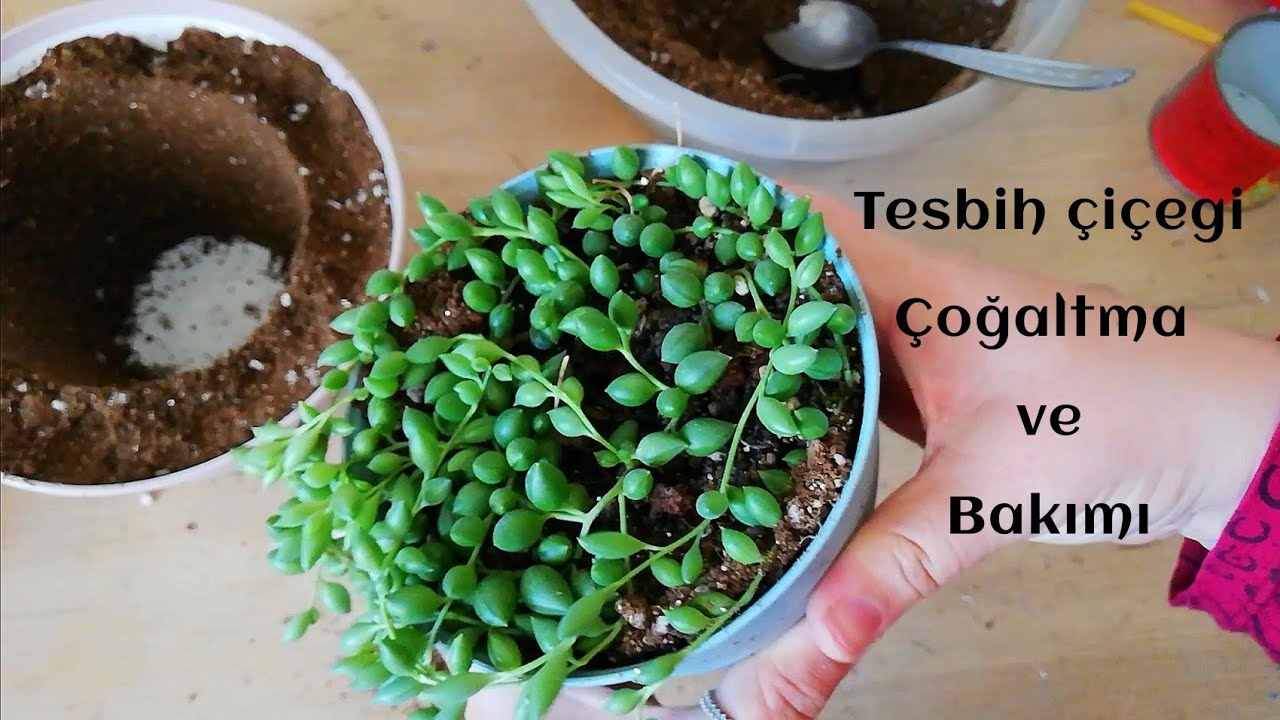 tesbih çiçegi bakımı / tesbih çiçegi nasıl çoğaltılır / tesbih çiçegi saksı değişimi