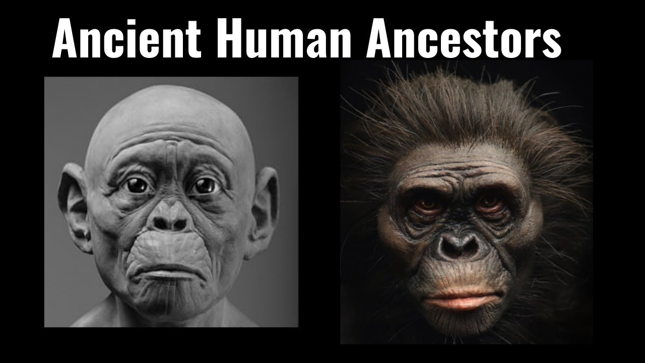 Lucy and the Taung Child 'More Accurate' Reconstructions